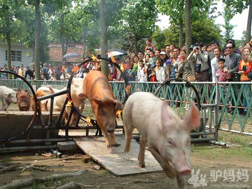 上海周边草莓采摘终极推荐：草莓之乡--宁波奉化尚田镇冷西村[实地采编]11