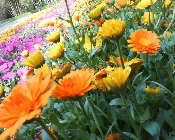 江苏扬州瘦西湖公园的四月花海~5