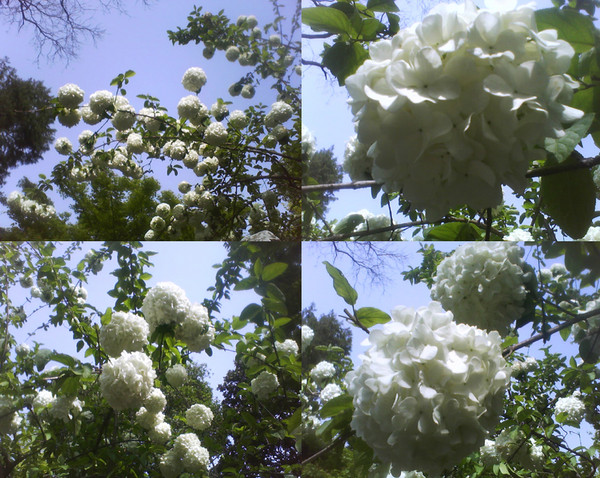 江苏扬州瘦西湖公园的四月花海~4