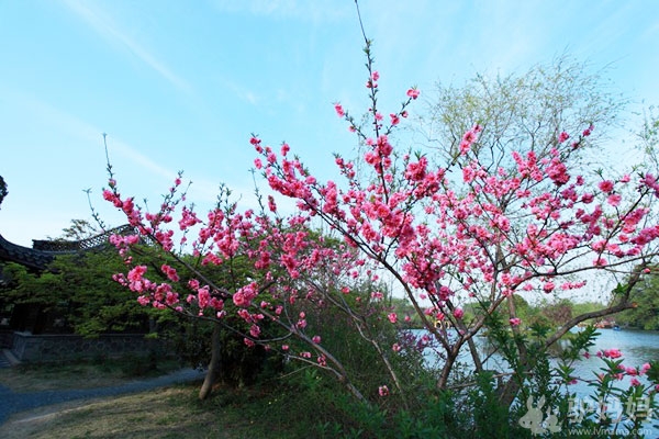 西湖哪里好玩 扬州瘦西湖，风景胜地盛极一时4
