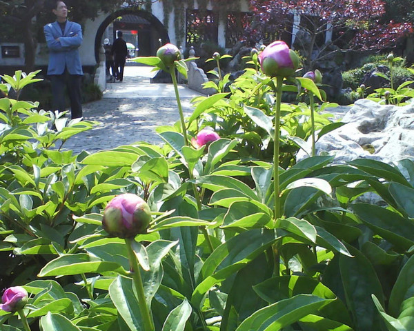 江苏扬州瘦西湖公园的四月花海~3