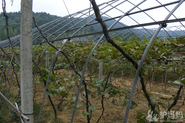 上海周边度假：苏州耕岛度假酒店--归园田居 田园乐享胡不归32