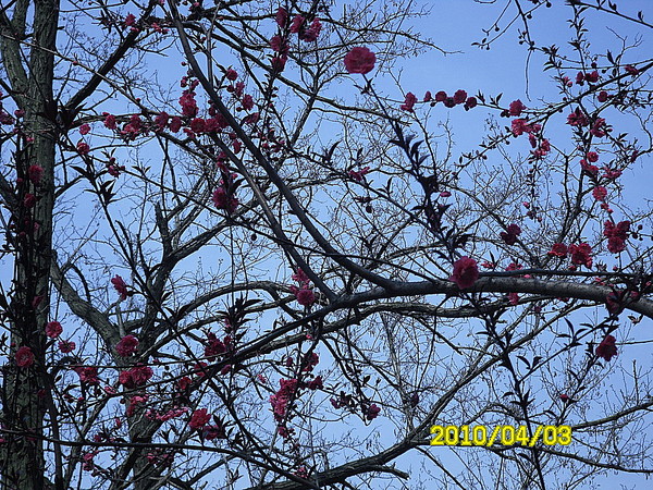 烟花三月下扬州5