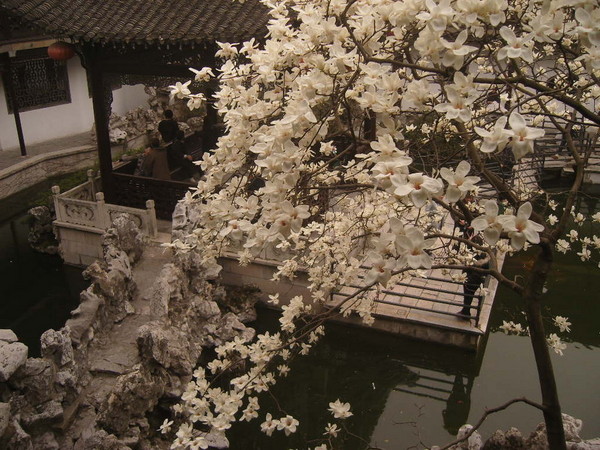 恰似那一湖絮秀5