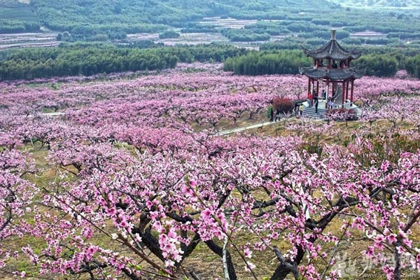 奉化萧王庙-天下第一桃园，桃花源里翰墨香2