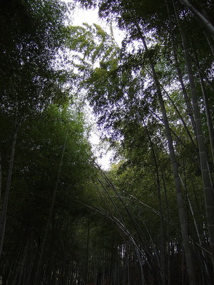 2009.4.3-4.11 杭州，黄山，九华山 九日游21