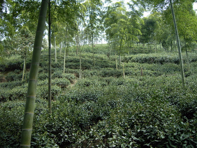 湖州长兴顾渚山——除了竹林茶园，还有悠哉的心情3