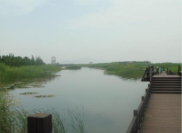 太湖湿地――待芦苇开花我还会再来5