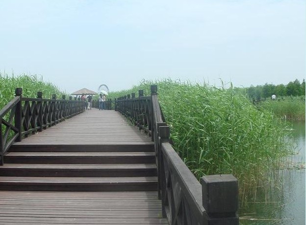 太湖湿地――待芦苇开花我还会再来3