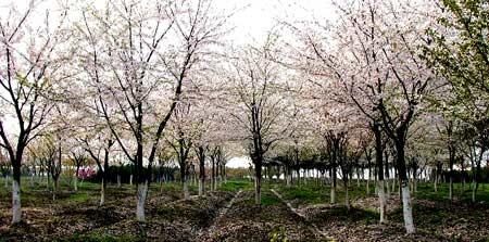 春光无限好，苏州阳澄半岛踏青路书(图)1