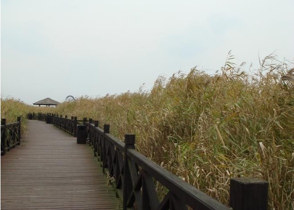 太湖湿地公园看芦花1