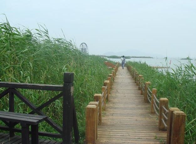 太湖湿地――待芦苇开花我还会再来4