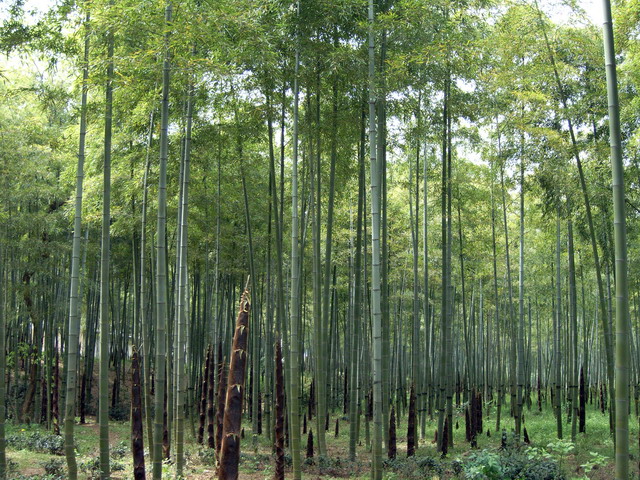 湖州长兴顾渚山——除了竹林茶园，还有悠哉的心情4