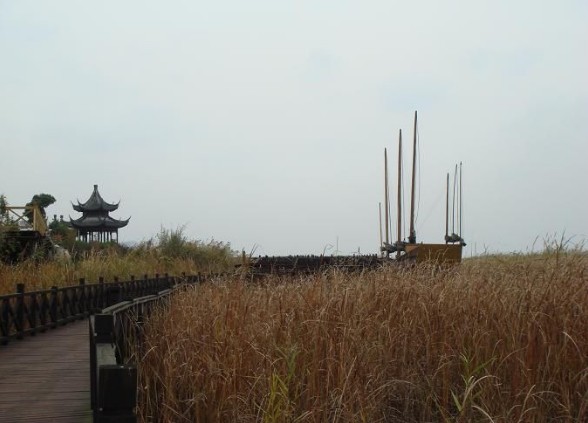 太湖湿地公园看芦花4