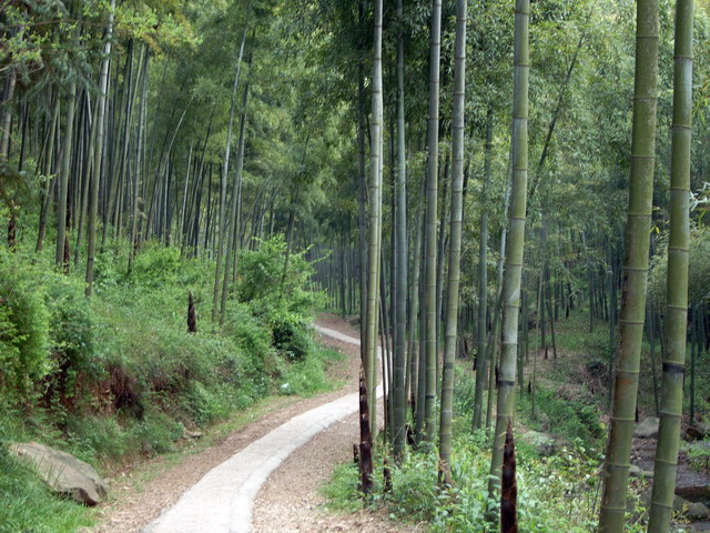湖州长兴顾渚山——除了竹林茶园，还有悠哉的心情2