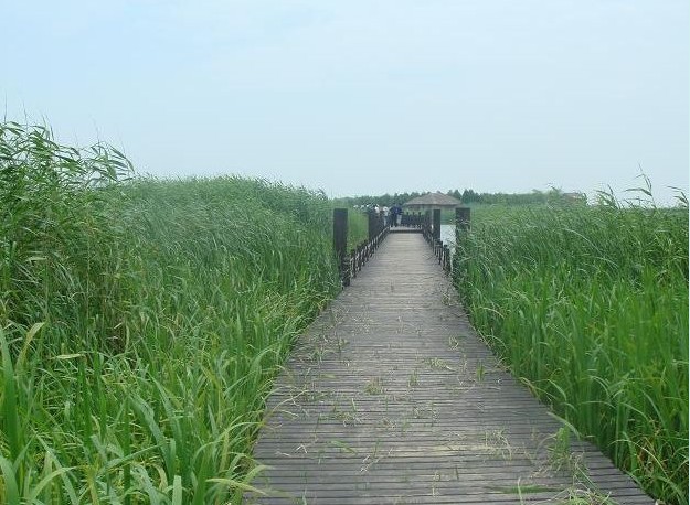 太湖湿地――待芦苇开花我还会再来2