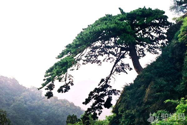 泰山：五大夫松1