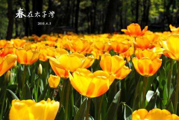 春在太子湾（清明图图）1