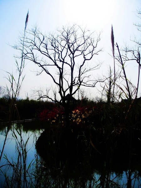 西 溪 湿 地5