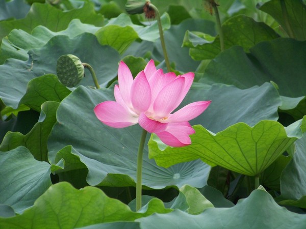 毕竟西湖六月中～3