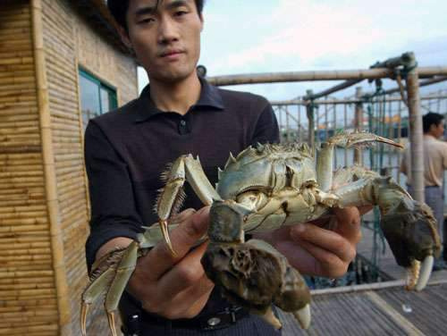 吃大闸蟹当然阳澄湖 莲花岛农家野趣欢乐多5