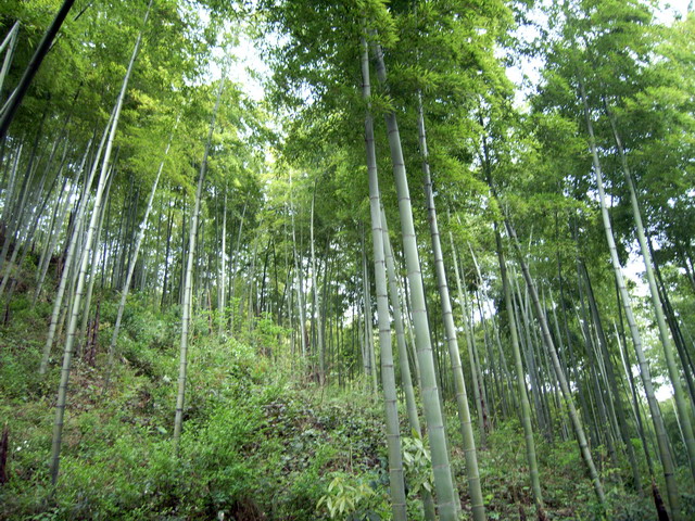 湖州长兴顾渚山——除了竹林茶园，还有悠哉的心情1