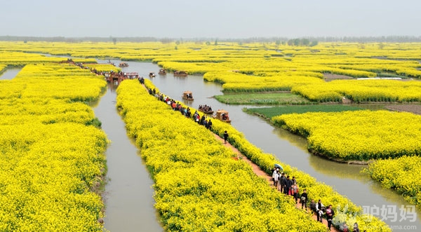 田间泛舟，徜徉独一无二的水上花海，兴化千岛油菜花节全攻略3