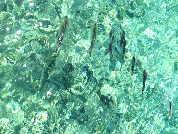三亚海上花旅馆“海客海影”-----最佳海怪奖17