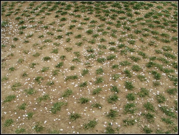 玉渊潭樱花节。1