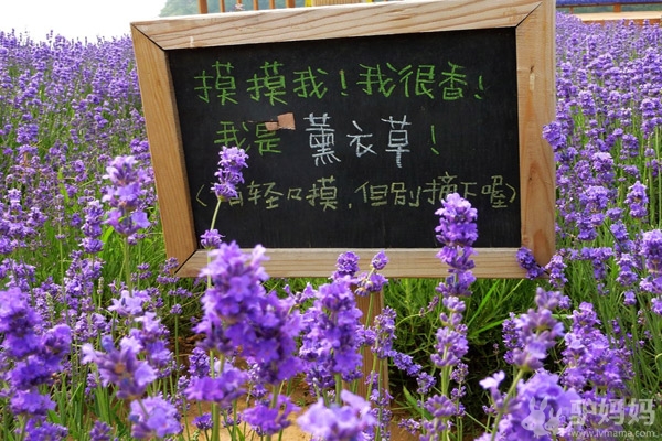 云峰山薰衣草：坐地轻揽，花香满怀1