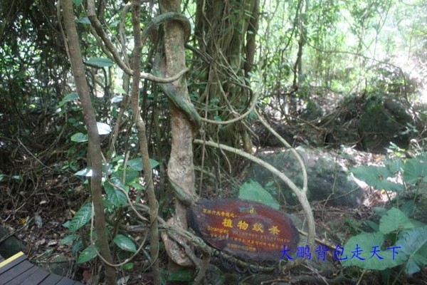 热带香巴拉----三亚呀诺达热带雨林(图)8