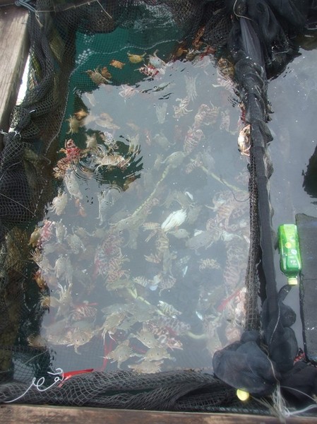 三亚海上花旅馆“海客海影”-----最佳海怪奖9