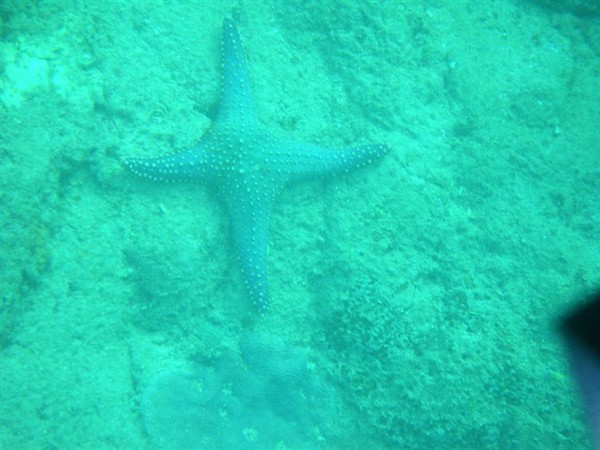 三亚海上花旅馆“海客海影”-----最佳海怪奖3