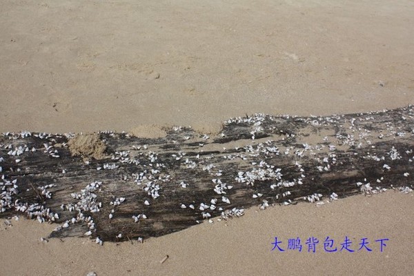 漫步三亚,浪漫风情----迷人的亚龙湾(图)3