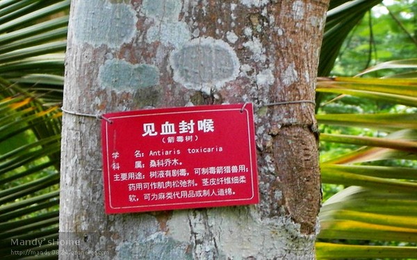 热带迷情——我的三亚游记（第七站：兴隆热带植物园）11