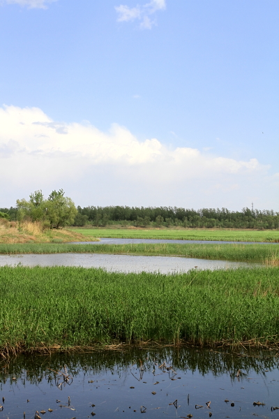 汉石桥湿地-北京平原唯一仅存的湿地1