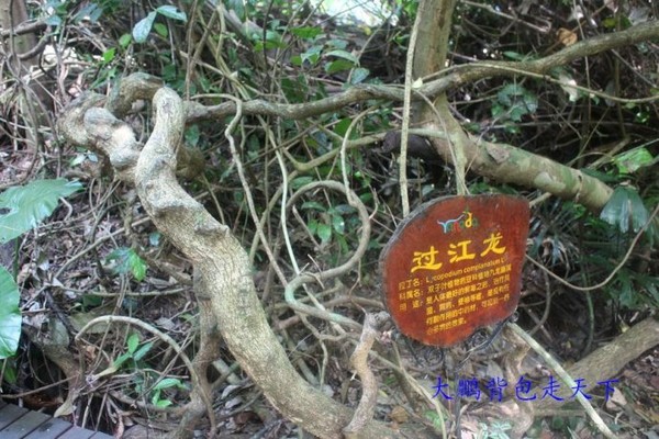 热带香巴拉----三亚呀诺达热带雨林(图)7
