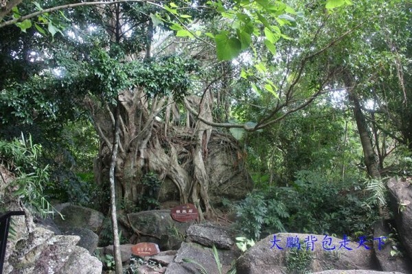 热带香巴拉----三亚呀诺达热带雨林(图)3