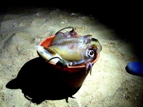 三亚海上花旅馆“海客海影”-----最佳海怪奖10