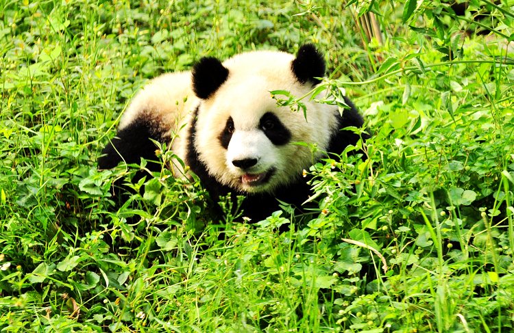 去成都必去的地方 成都不能错过的美食 成都夏季游玩攻略2