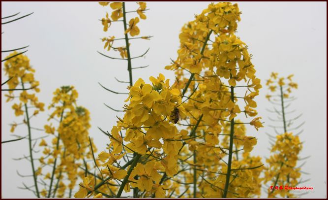 【潼南印象】菜花儿黄香醉蜜蜂——潼南菜花节㈤1