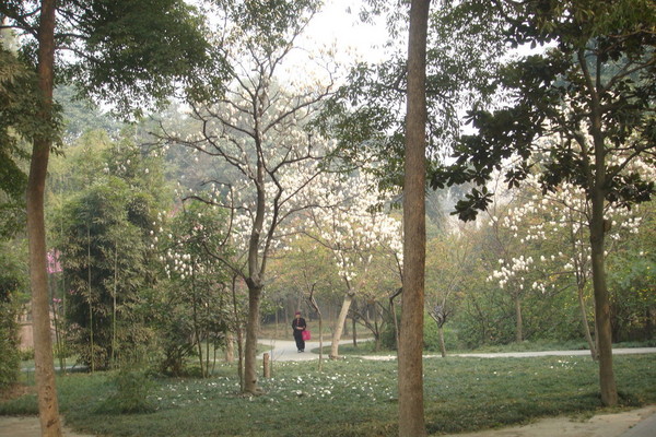 成都—一座来了就不想离开的城市12