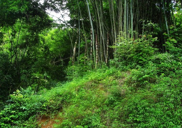 西双版纳原始森林公园游记9