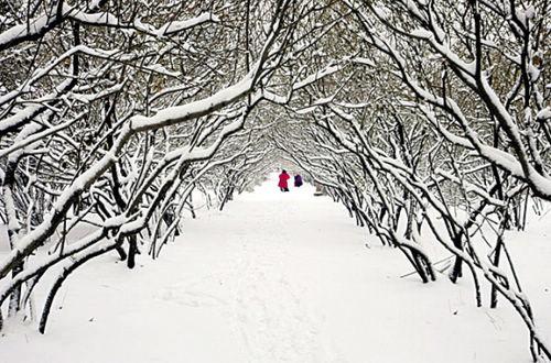 哈尔滨：冬季不觉冷 到冰雪中去“撒野”(组图)1