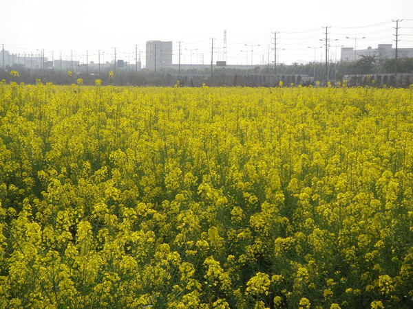 2010 花重锦官城1