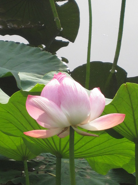 昆明翠湖14