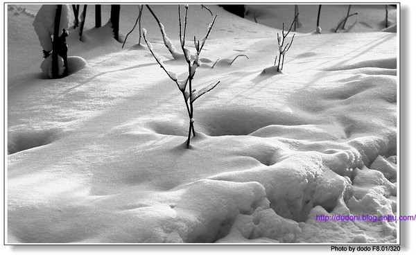 冬季恋歌--雪树银花的东北13