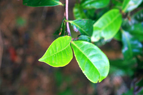西双版纳 普洱茶山4