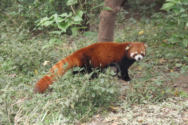 熊猫基地6