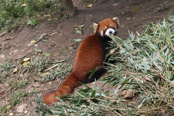 熊猫基地5